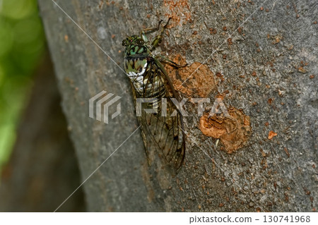 敏敏蟬 敏敏蟬 130741968