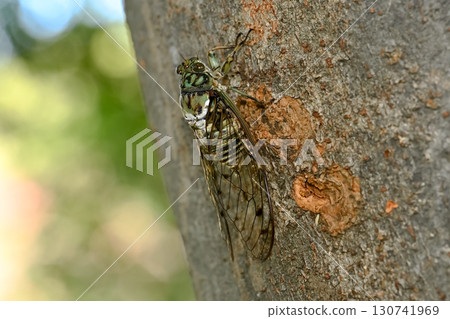 敏敏蟬 敏敏蟬 130741969