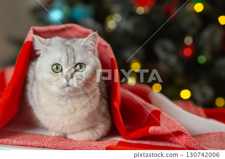Cute cat wrapped in red blanket near christmas tree with colorful lights 130742006