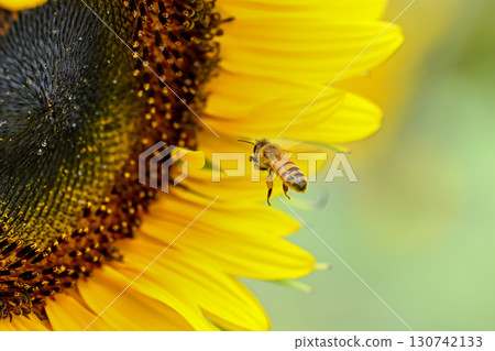 A bee flying to a sunflower 130742133