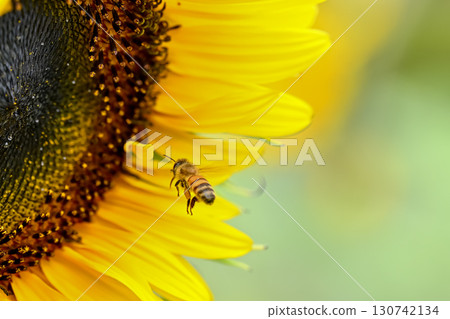 A bee flying to a sunflower 130742134