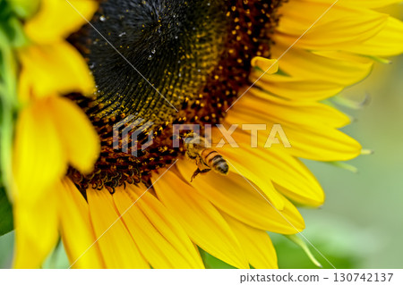 一隻蜜蜂飛向一朵向日葵 130742137