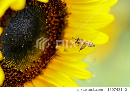 A bee flying to a sunflower A bee flying to a sunflower 130742140