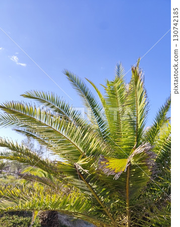 Green palm leaves summer beach. Blue sky Green palm leaves summer beach. Blue sky 130742185