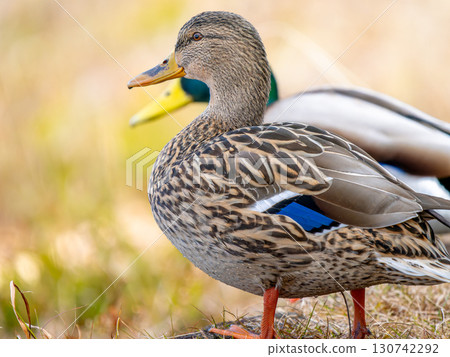mallard walking on the ground 130742292