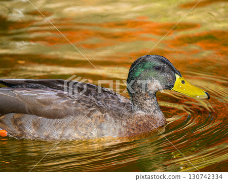 Mallards swimming in the pond 130742334