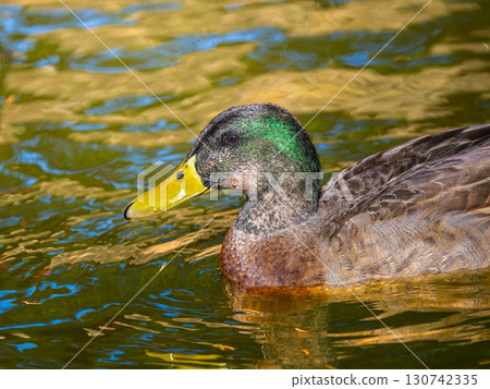 野鴨在池塘里游泳 野鴨在池塘里游泳 130742335