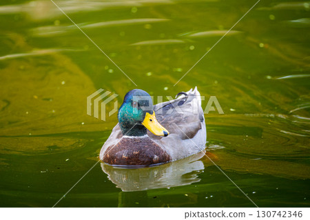Mallards swimming in the pond 130742346