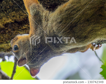 Japanese squirrel perched on a tree Japanese squirrel perched on a tree 130742349