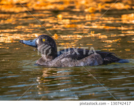 Tufted duck swimming in the pond Tufted duck swimming in the pond 130742417