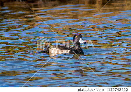 Tufted duck swimming in the pond Tufted duck swimming in the pond 130742420