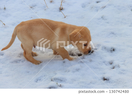 Small cute labrador retriever puppy dog in white snow Small cute labrador retriever puppy dog in white snow 130742480