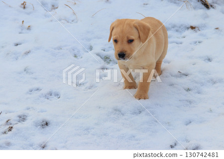 Small cute labrador retriever puppy dog in white snow 130742481