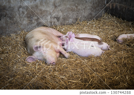 Pigs familly in the farm 130744288