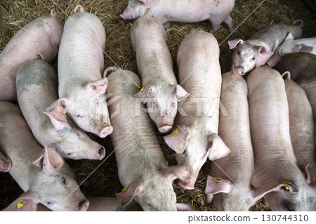 youngs pigs in the farm 130744310