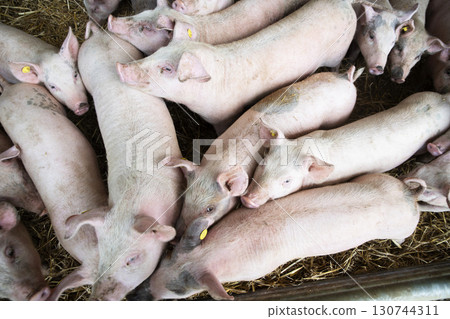 youngs pigs in the farm 130744311