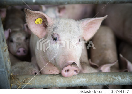 Young pig on the farm Young pig on the farm 130744327