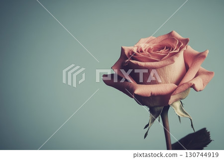 Pink rose in soft focus with delicate petals and green stem 130744919