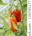 Red San Marzano tomatoes on plant in greenhouse 130745177