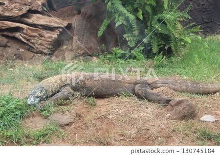 Komodo dragon, Honolulu Zoo Komodo dragon, Honolulu Zoo 130745184