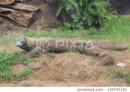 科莫多巨蜥，檀香山動物園 130745192