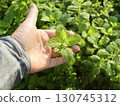 Hand hold mint leaves in garden 130745312