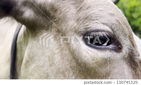 Close up to eye of cute gray cow at lawn. Sight of a friendly mammal animal at countryside. Profile of beautiful kine grazing outdoor. Cattle on pasture. Concept of livestock husbandry Close up to eye of cute gray cow at lawn. Sight of a friendly mammal animal at countryside. Profile of beautiful kine grazing outdoor. Cattle on pasture. Concept of livestock husbandry 130745320