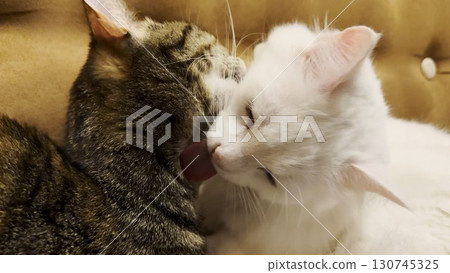 Beautiful domestic cats licking each other with tongues at home. Cute kittens taking care of fur each other at home. Family couple feline resting together. Concept of adorable animals. Close up 130745325