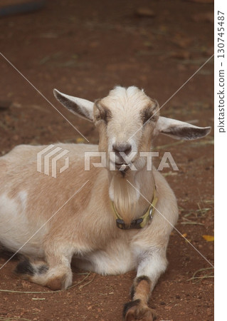 Goats at the Honolulu Zoo Goats at the Honolulu Zoo 130745487