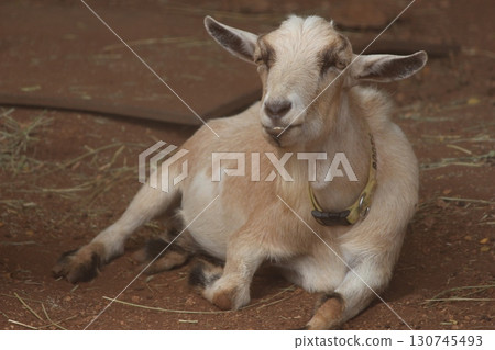 檀香山動物園的山羊 130745493
