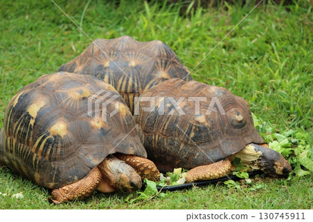 Tortoises at the Honolulu Zoo 130745911