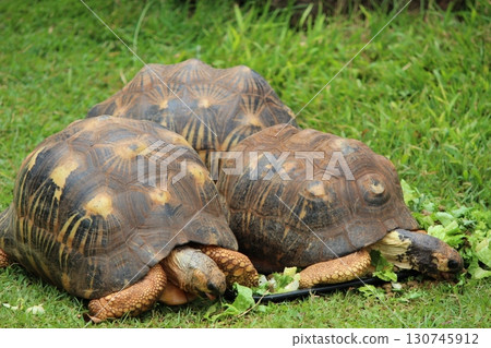 Tortoises at the Honolulu Zoo 130745912