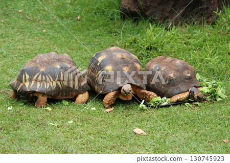 Tortoises at the Honolulu Zoo 130745923