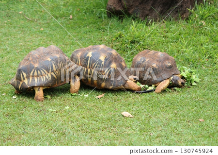 Tortoises at the Honolulu Zoo 130745924