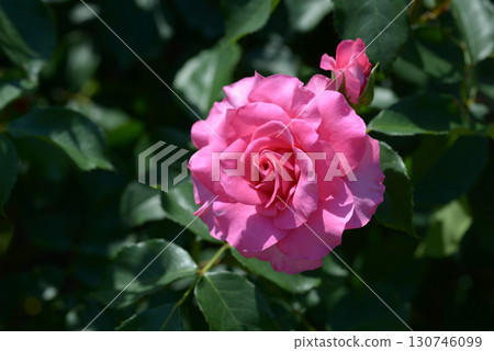 Urara rose flower Urara rose flower 130746099