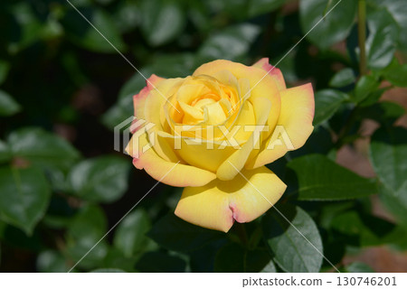 和平玫瑰花 130746201