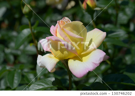 和平玫瑰花 和平玫瑰花 130746202