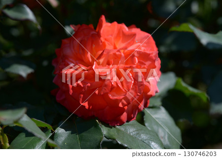 Fluite rose flower 130746203