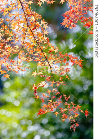 橘色的秋葉在綠色的映襯下格外醒目 130746263