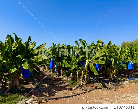 Banana tree with bunch of unripe bananas. Banana plantation with blue sky on sunny day. Banana tree with bunch of unripe bananas. Banana plantation with blue sky on sunny day. 130746311