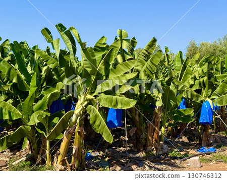 Banana tree with bunch of unripe bananas. Banana plantation with blue sky on sunny day. Banana tree with bunch of unripe bananas. Banana plantation with blue sky on sunny day. 130746312