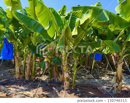 Banana tree with bunch of unripe bananas. Banana plantation with blue sky on sunny day. Banana tree with bunch of unripe bananas. Banana plantation with blue sky on sunny day. 130746315
