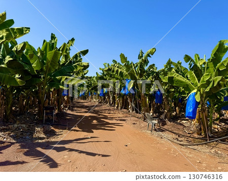 Banana tree with bunch of unripe bananas. Banana plantation with blue sky on sunny day. Banana tree with bunch of unripe bananas. Banana plantation with blue sky on sunny day. 130746316