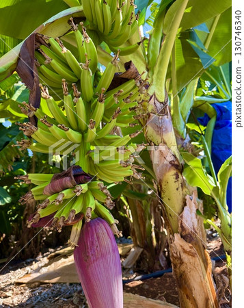 Banana tree with bunch of unripe bananas. Banana plantation with blue sky on sunny day. 130746340