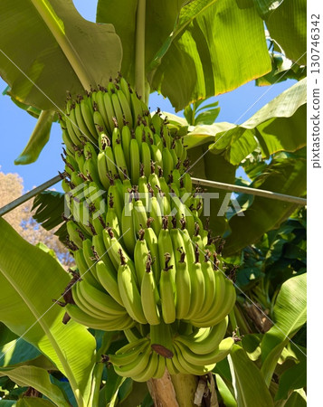 Banana tree with bunch of unripe bananas. Banana plantation with blue sky on sunny day. Banana tree with bunch of unripe bananas. Banana plantation with blue sky on sunny day. 130746342