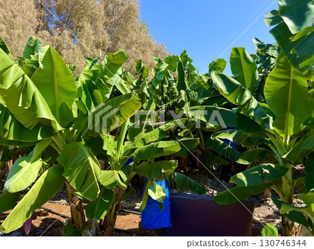 Banana tree with bunch of unripe bananas. Banana plantation with blue sky on sunny day. Banana tree with bunch of unripe bananas. Banana plantation with blue sky on sunny day. 130746344