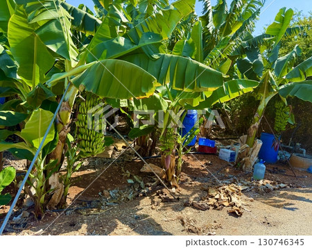 Banana tree with bunch of unripe bananas. Banana plantation with blue sky on sunny day. Banana tree with bunch of unripe bananas. Banana plantation with blue sky on sunny day. 130746345