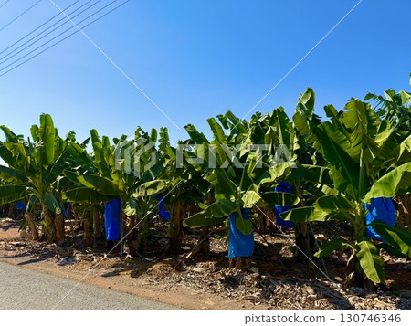 Banana tree with bunch of unripe bananas. Banana plantation with blue sky on sunny day. 130746346