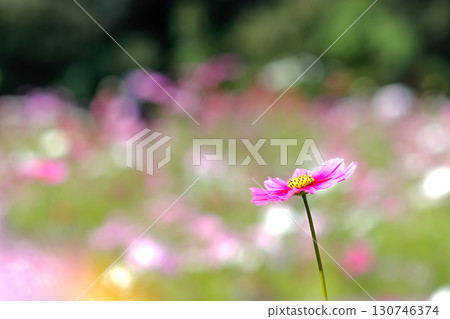 彩色背景上的粉紅色波斯菊 130746374