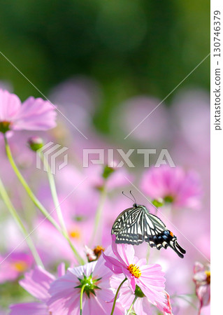 波斯菊和飛翔的燕尾蝶_垂直 波斯菊和飛翔的燕尾蝶_垂直 130746379